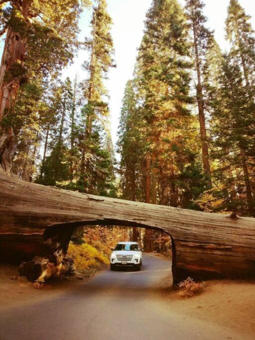 Sequoia Splendor, Inside Kings Canyon Np By Visitors Center Wilsonia Exterior photo