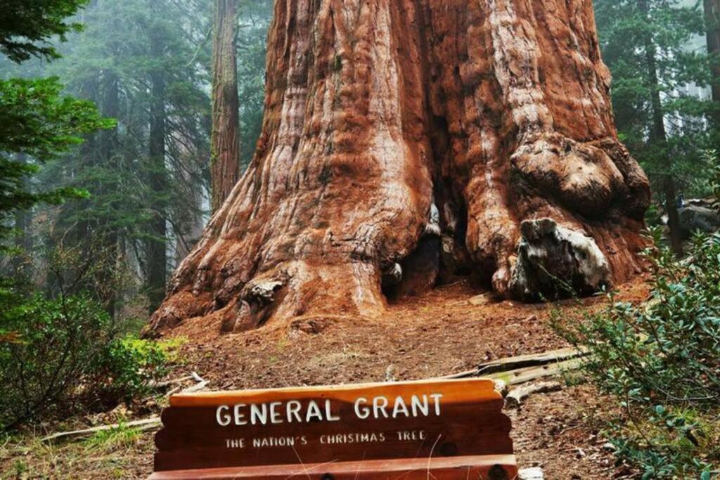 Sequoia Splendor, Inside Kings Canyon Np By Visitors Center Wilsonia Exterior photo