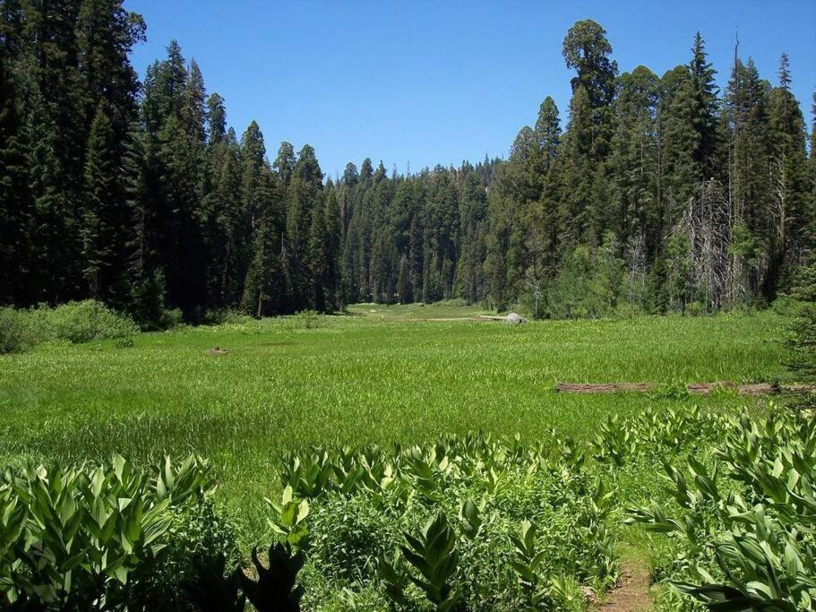 Sequoia Splendor, Inside Kings Canyon Np By Visitors Center Wilsonia Exterior photo