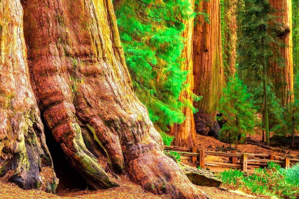 Sequoia Splendor, Inside Kings Canyon Np By Visitors Center Wilsonia Exterior photo